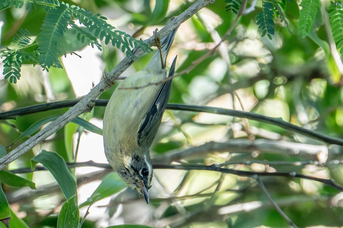 Mavi Sırtlı Ötleğen - ML646667924