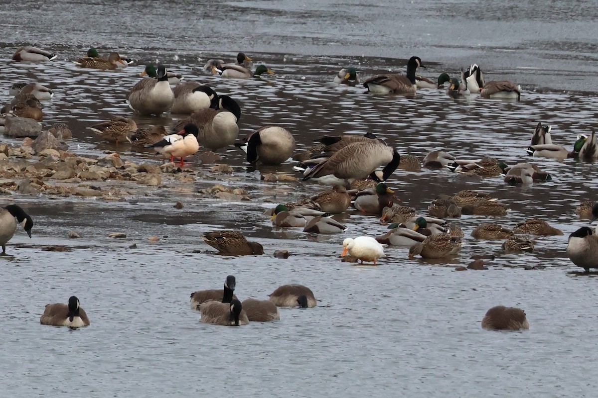 Stockente - ML646667927