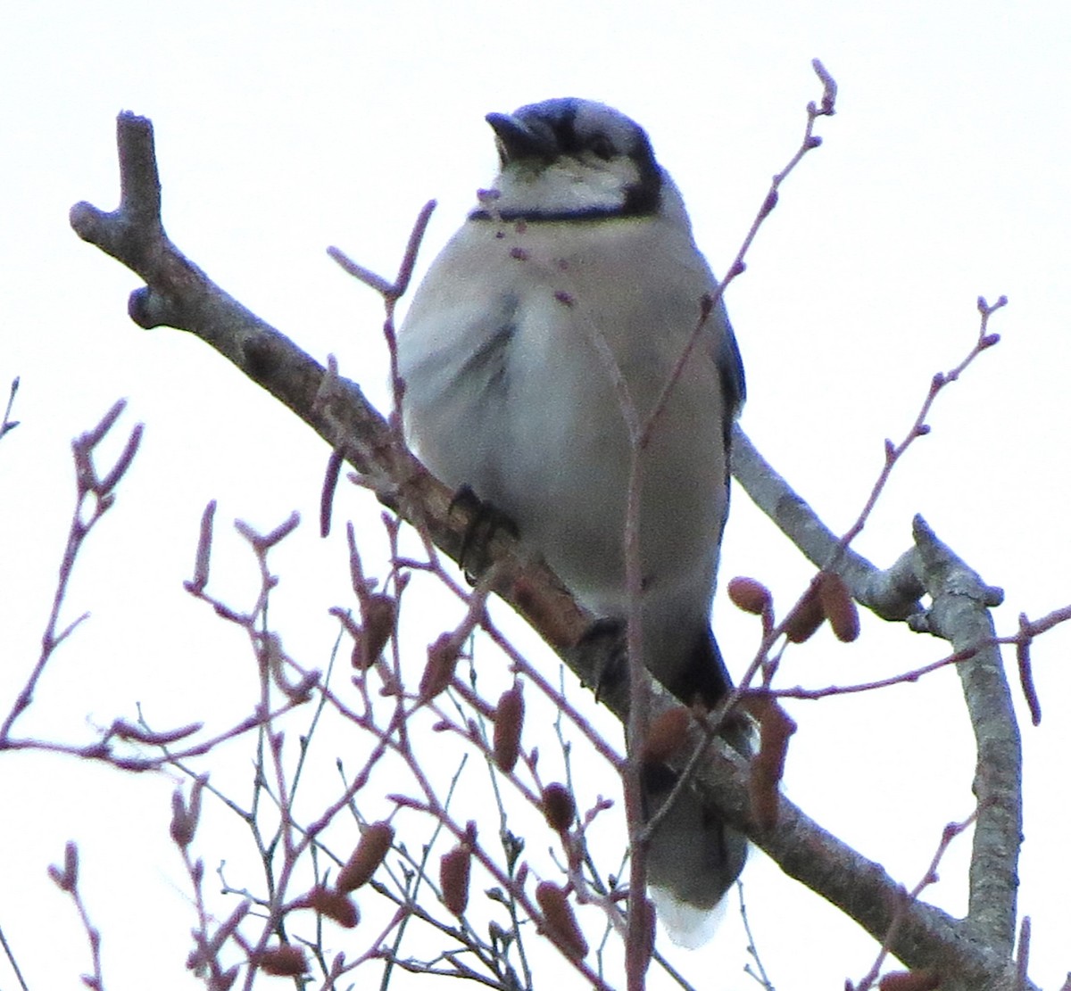 Mavi Karga - ML646667929