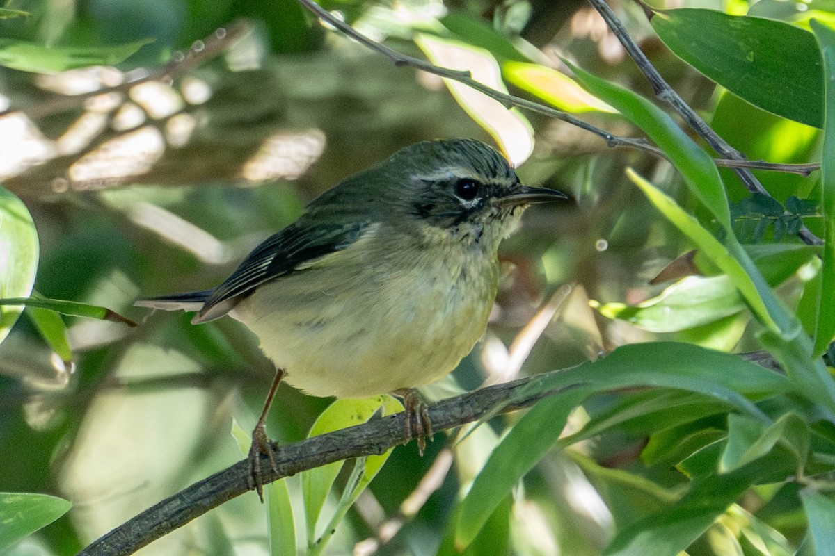 Mavi Sırtlı Ötleğen - ML646667931