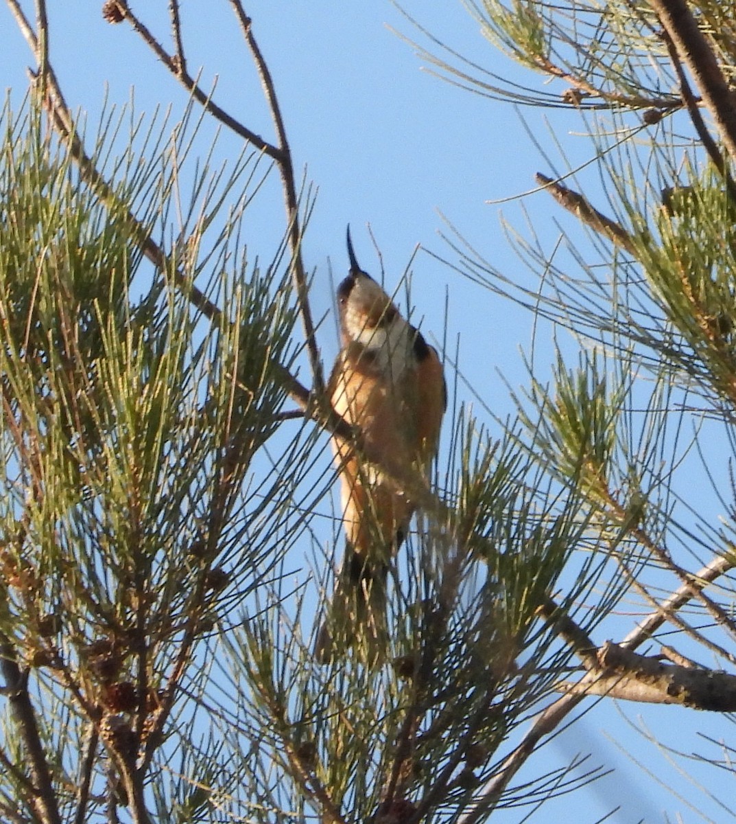 Eastern Spinebill - ML646667932