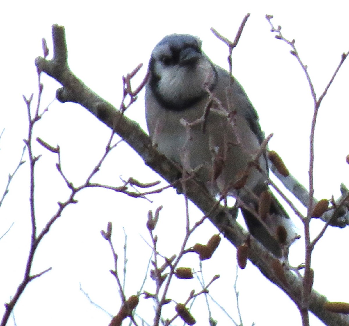 Mavi Karga - ML646667933