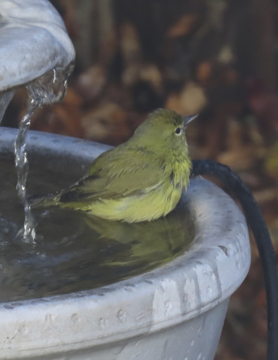 Orange-crowned Warbler (lutescens) - ML646667936