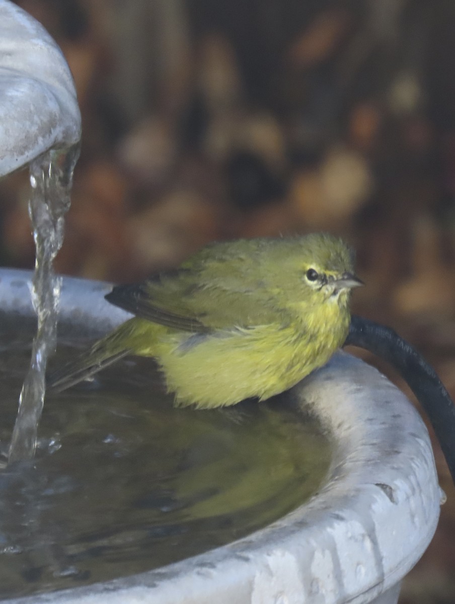 Orange-crowned Warbler (lutescens) - ML646667937