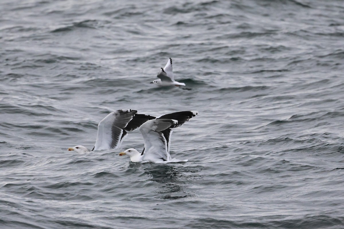 Great Black-backed Gull - ML646667938