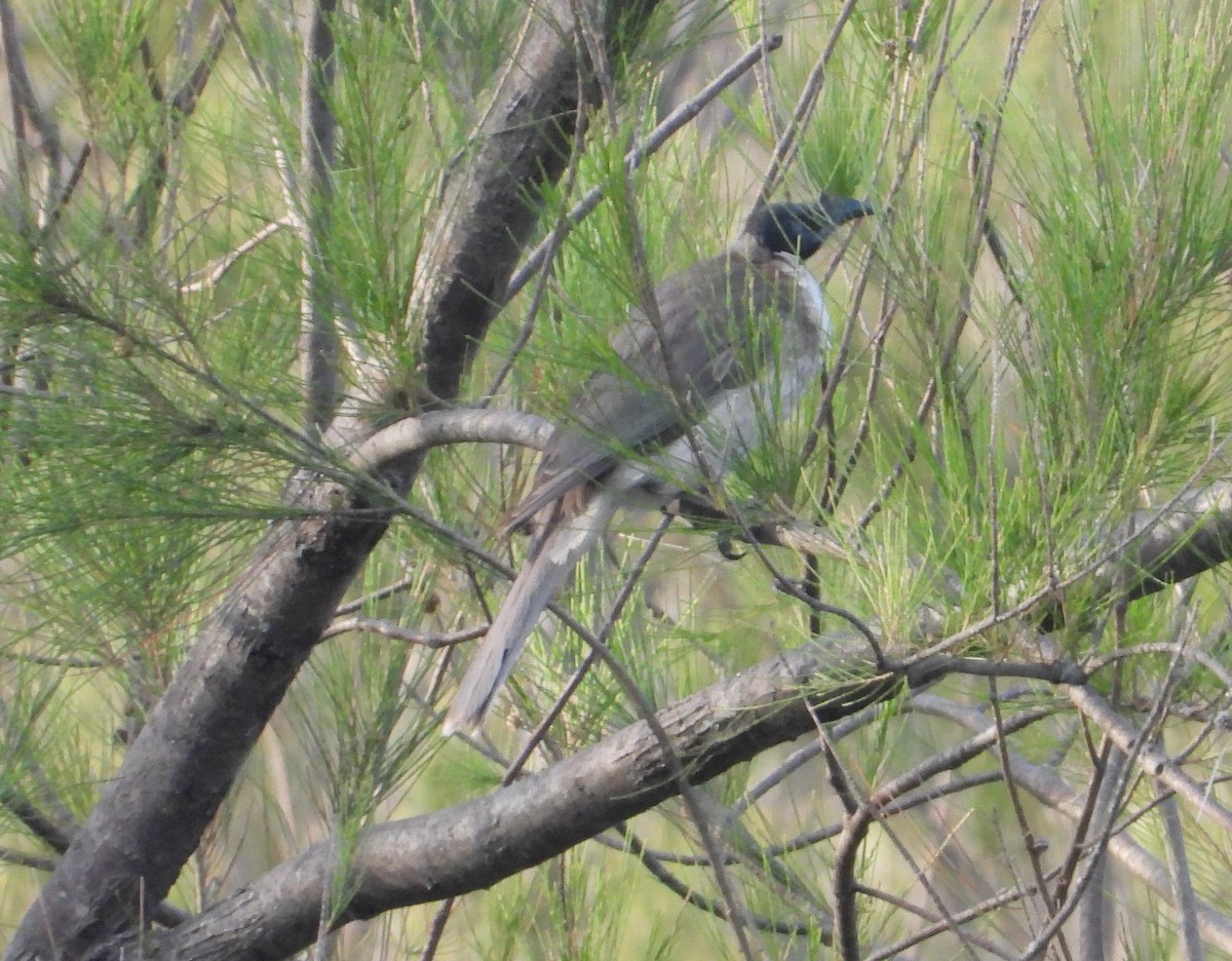 Noisy Friarbird - ML646667939
