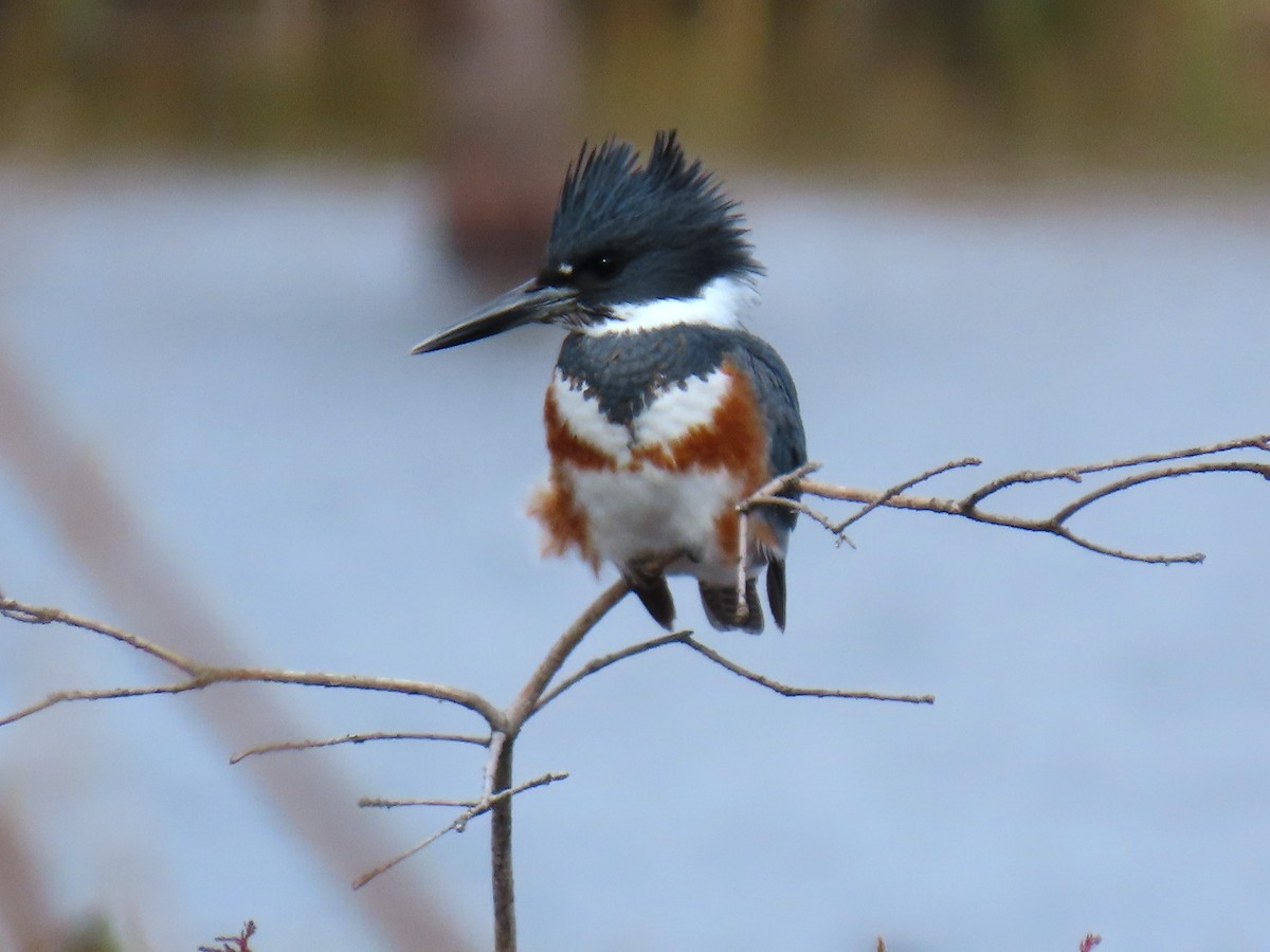 Belted Kingfisher - ML646667940