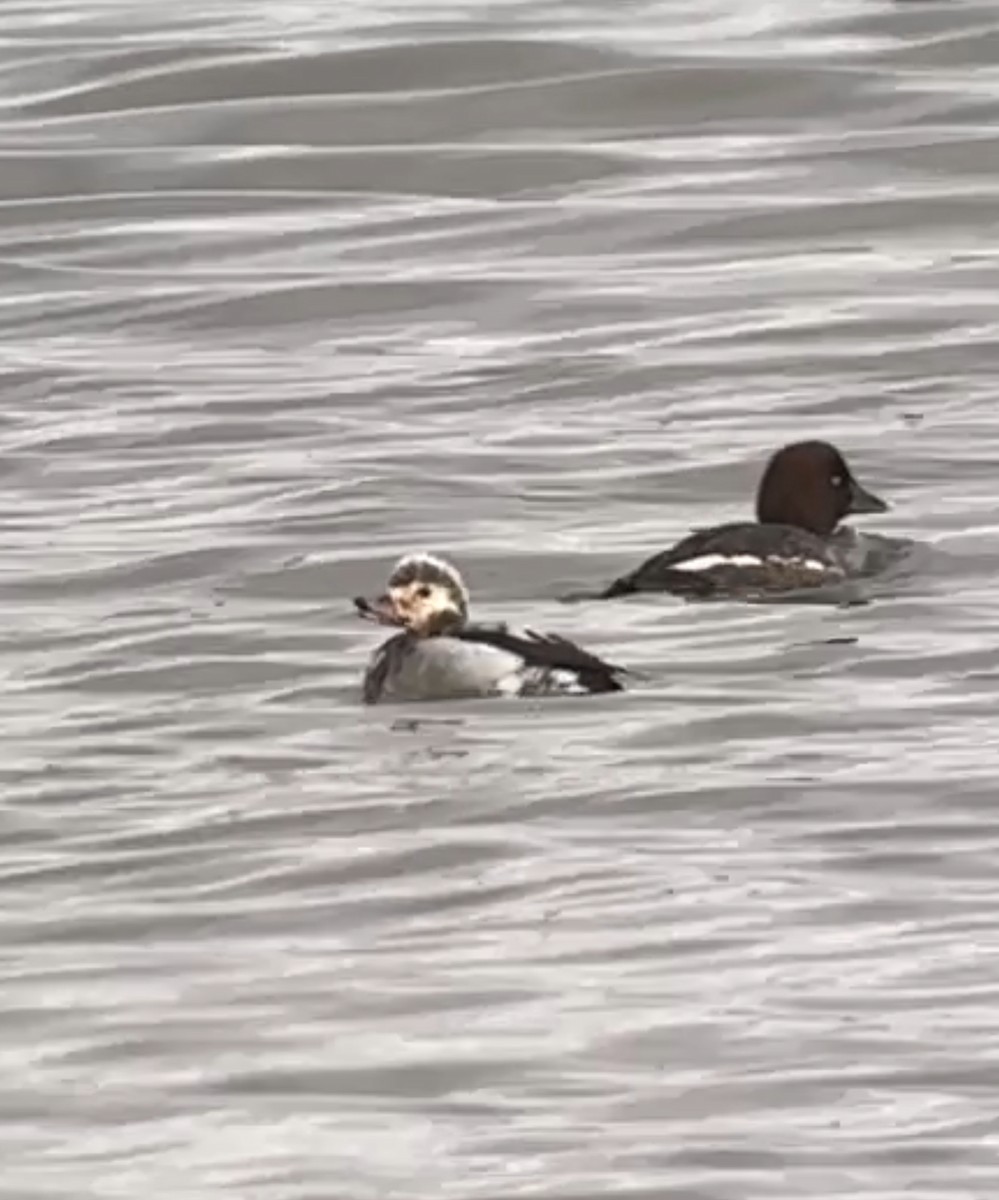 Long-tailed Duck - ML646667941