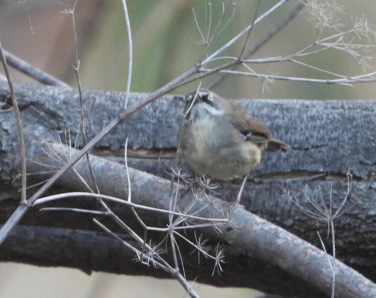 White-browed Scrubwren - ML646667942