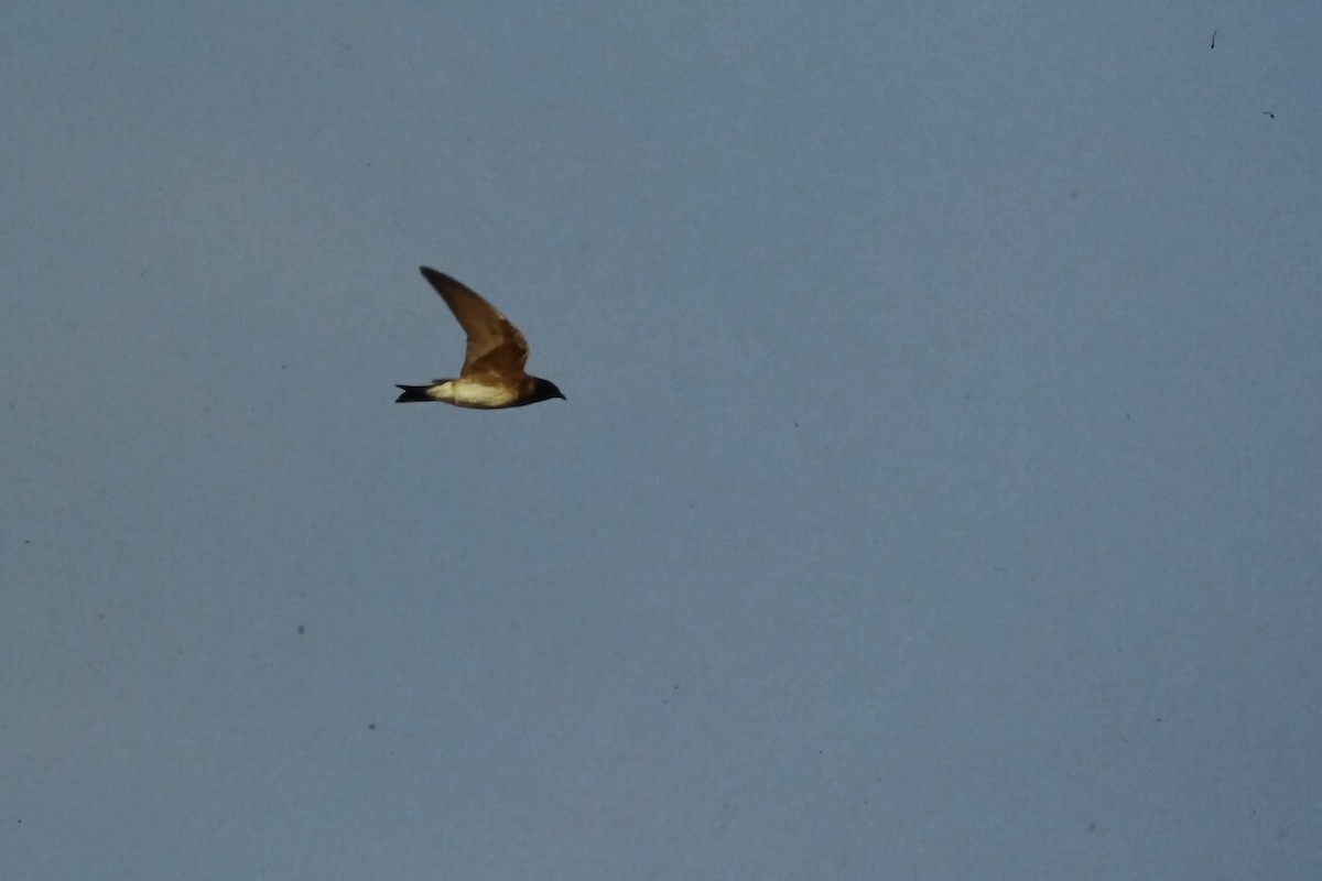 Purple Martin - ML646667943