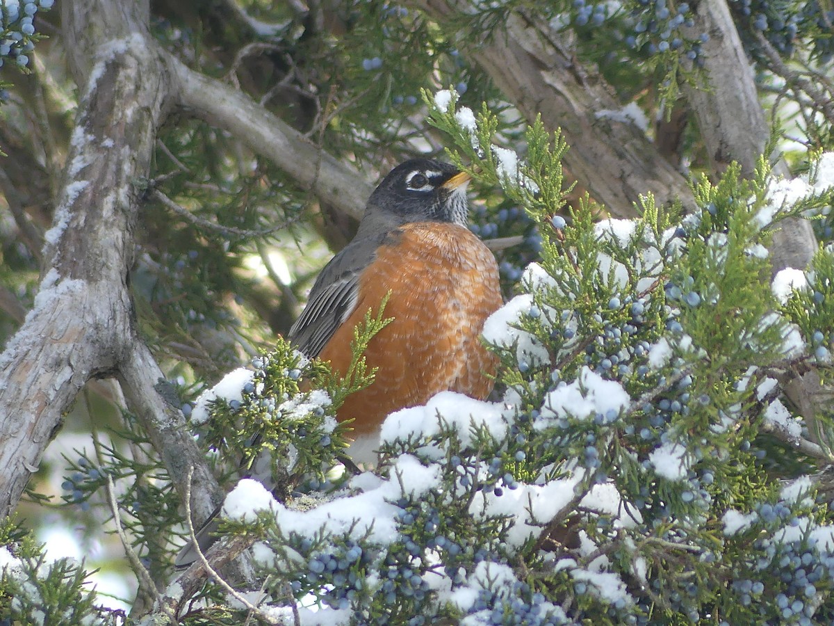American Robin - ML646667948