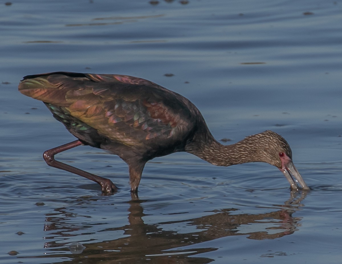 Beltzaran musuzuria - ML646667949