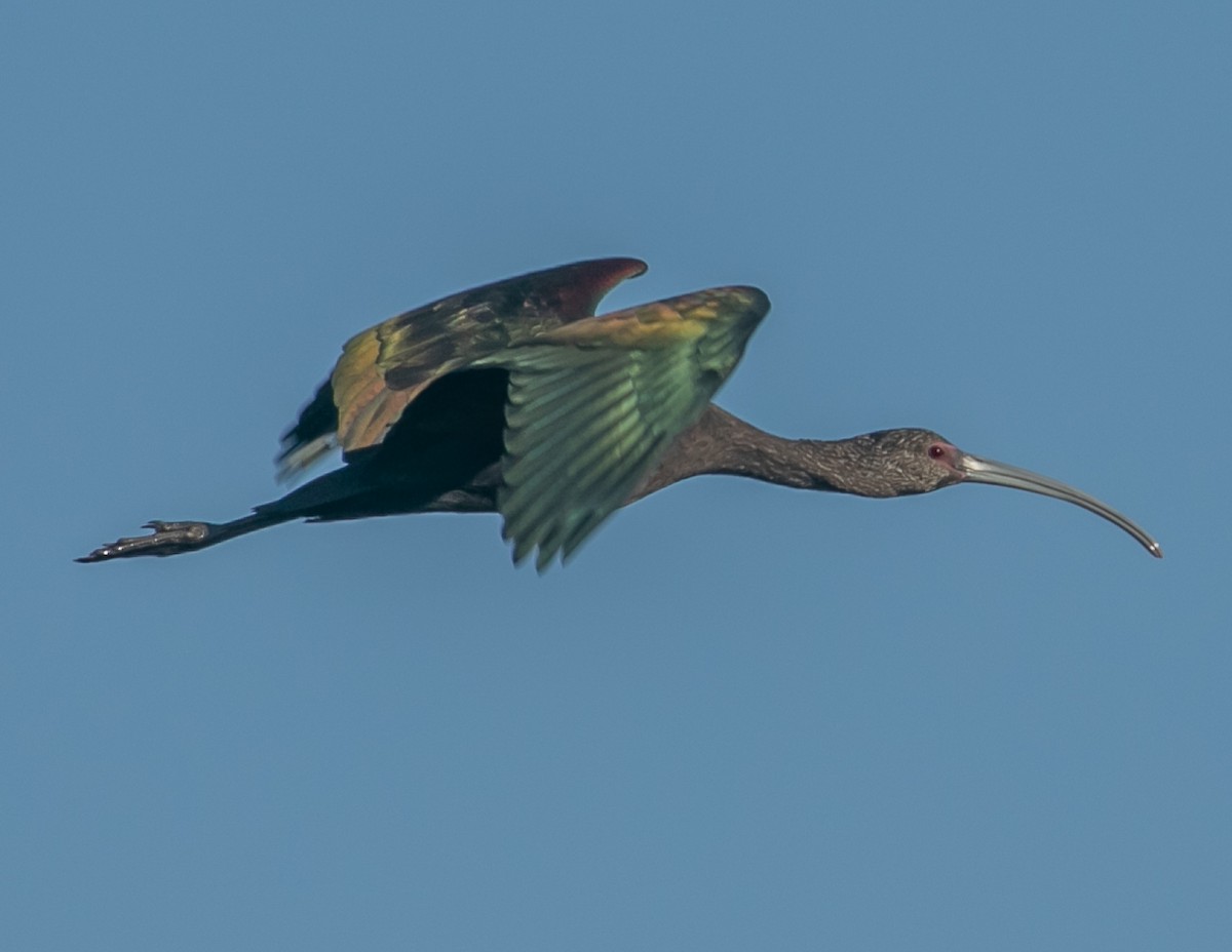 Beltzaran musuzuria - ML646667950