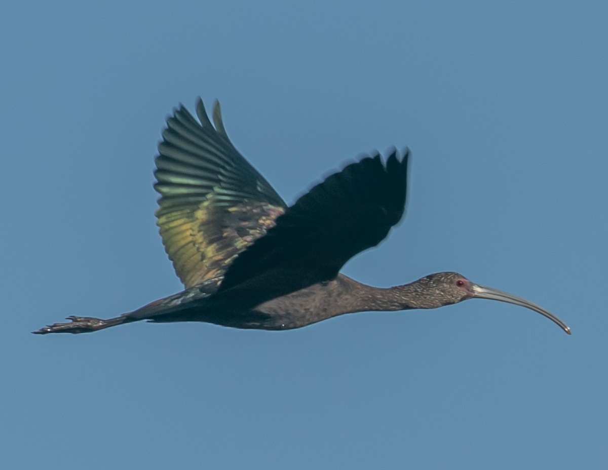 Beltzaran musuzuria - ML646667951