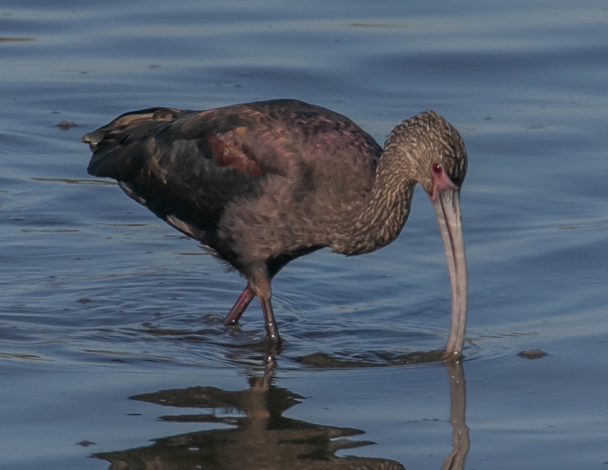 Beltzaran musuzuria - ML646667952