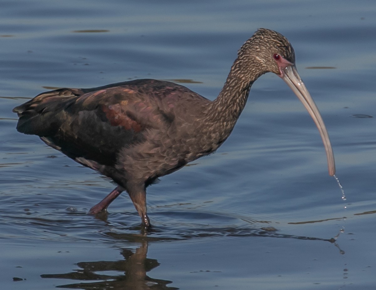 Beltzaran musuzuria - ML646667953