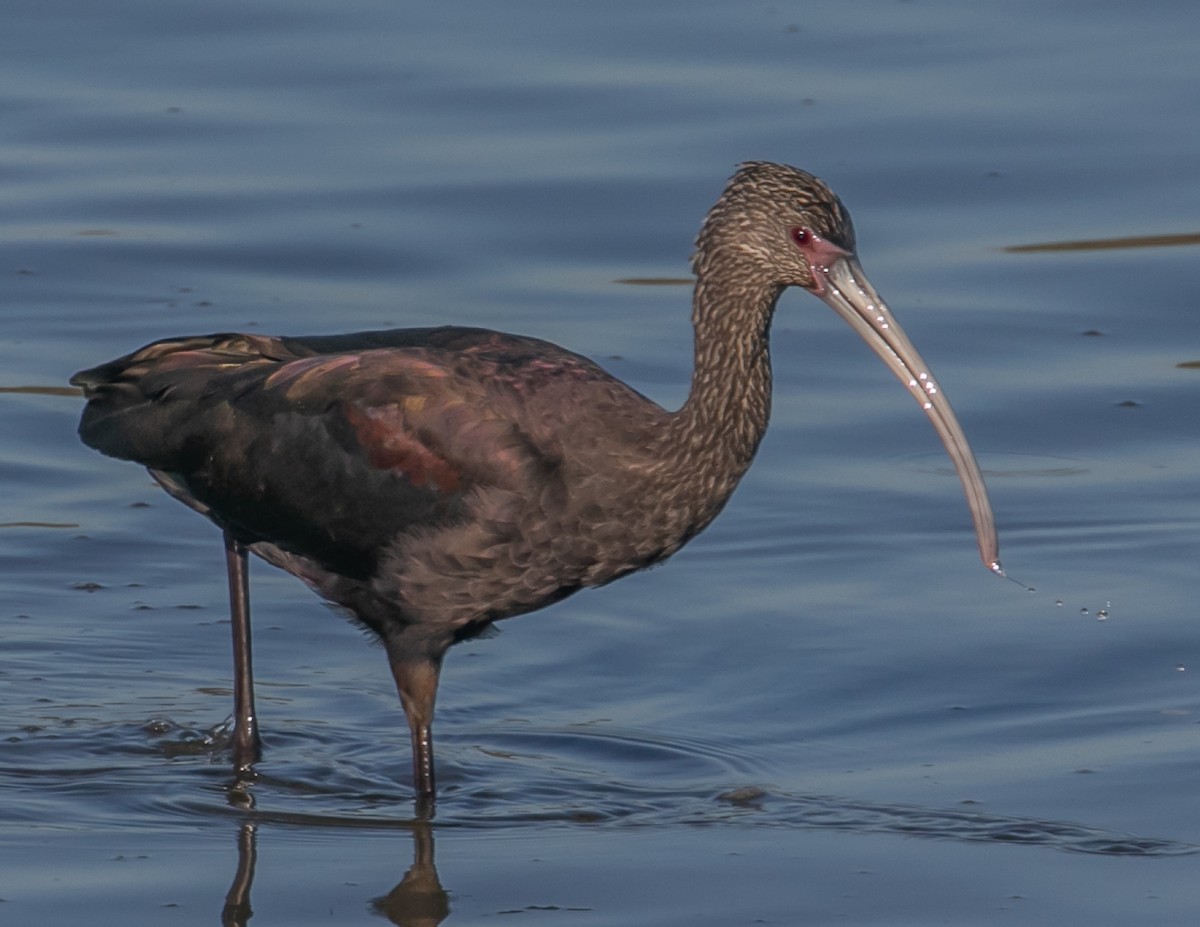 Beltzaran musuzuria - ML646667954