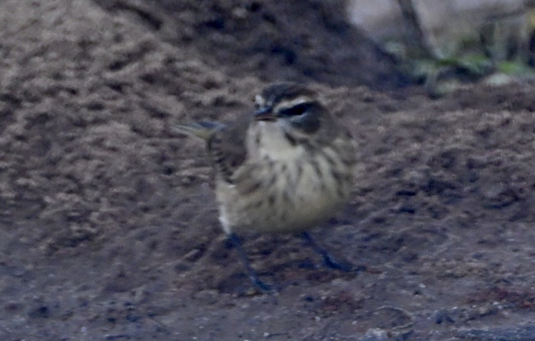 Palm Warbler - ML646667964