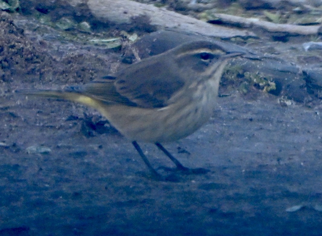 Palm Warbler - ML646667965