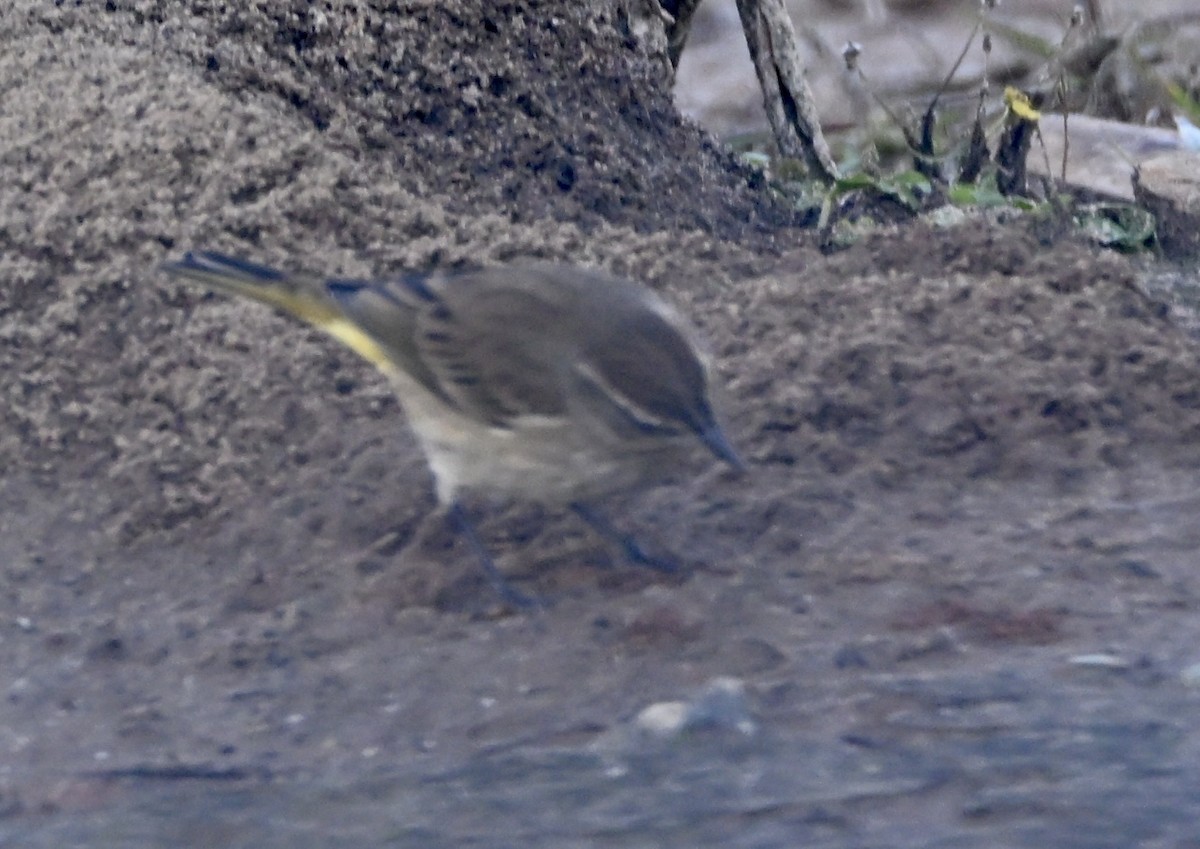 Palm Warbler - ML646667966