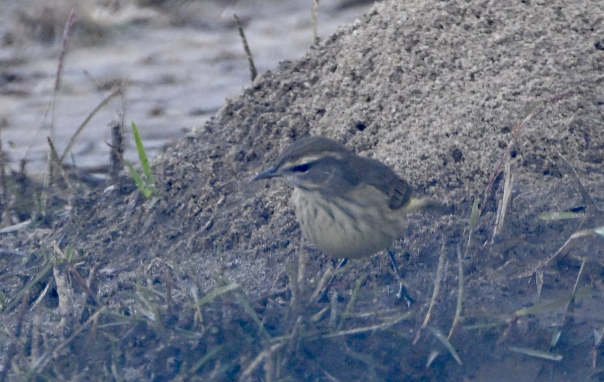 Palm Warbler - ML646667967