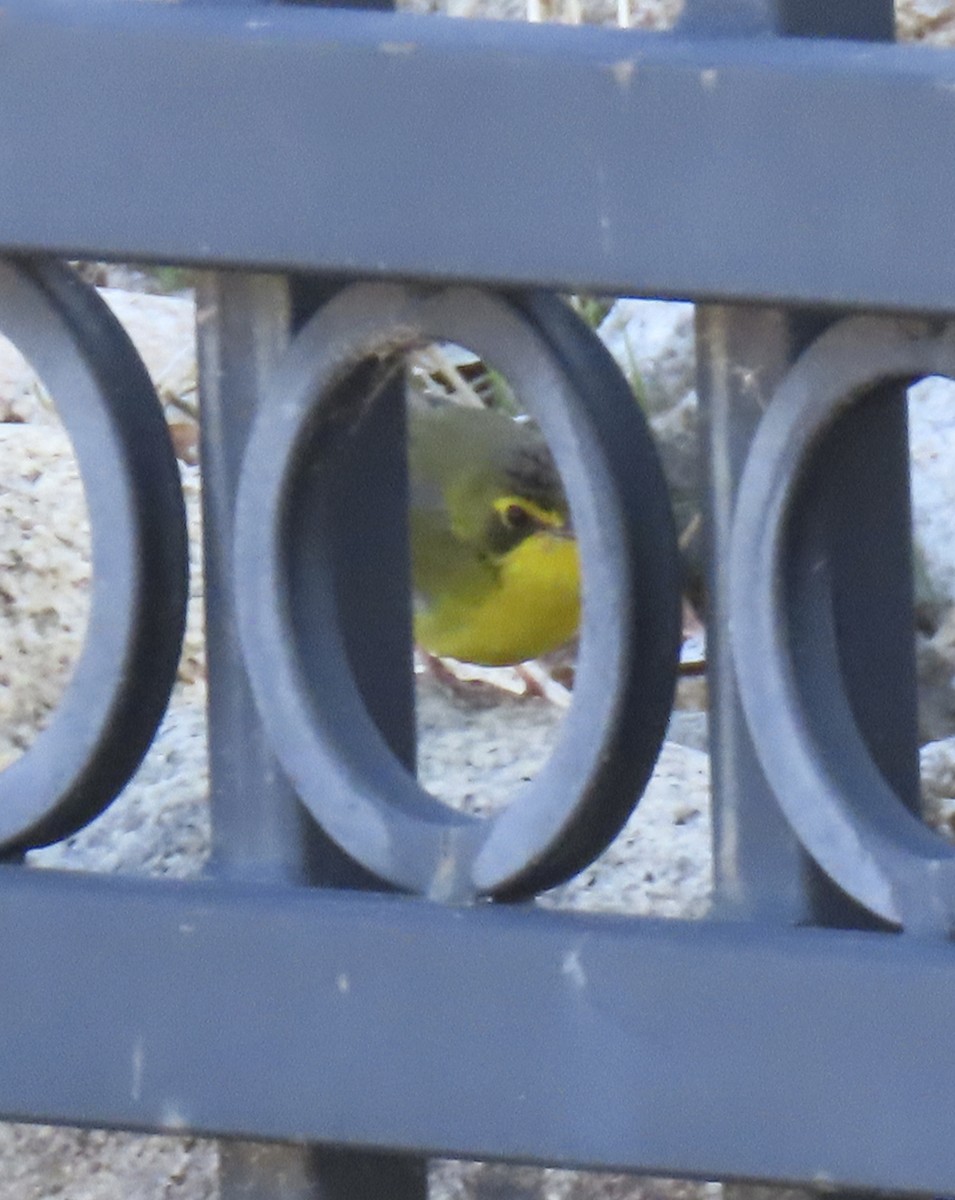 Reinita de Kentucky - ML646667969