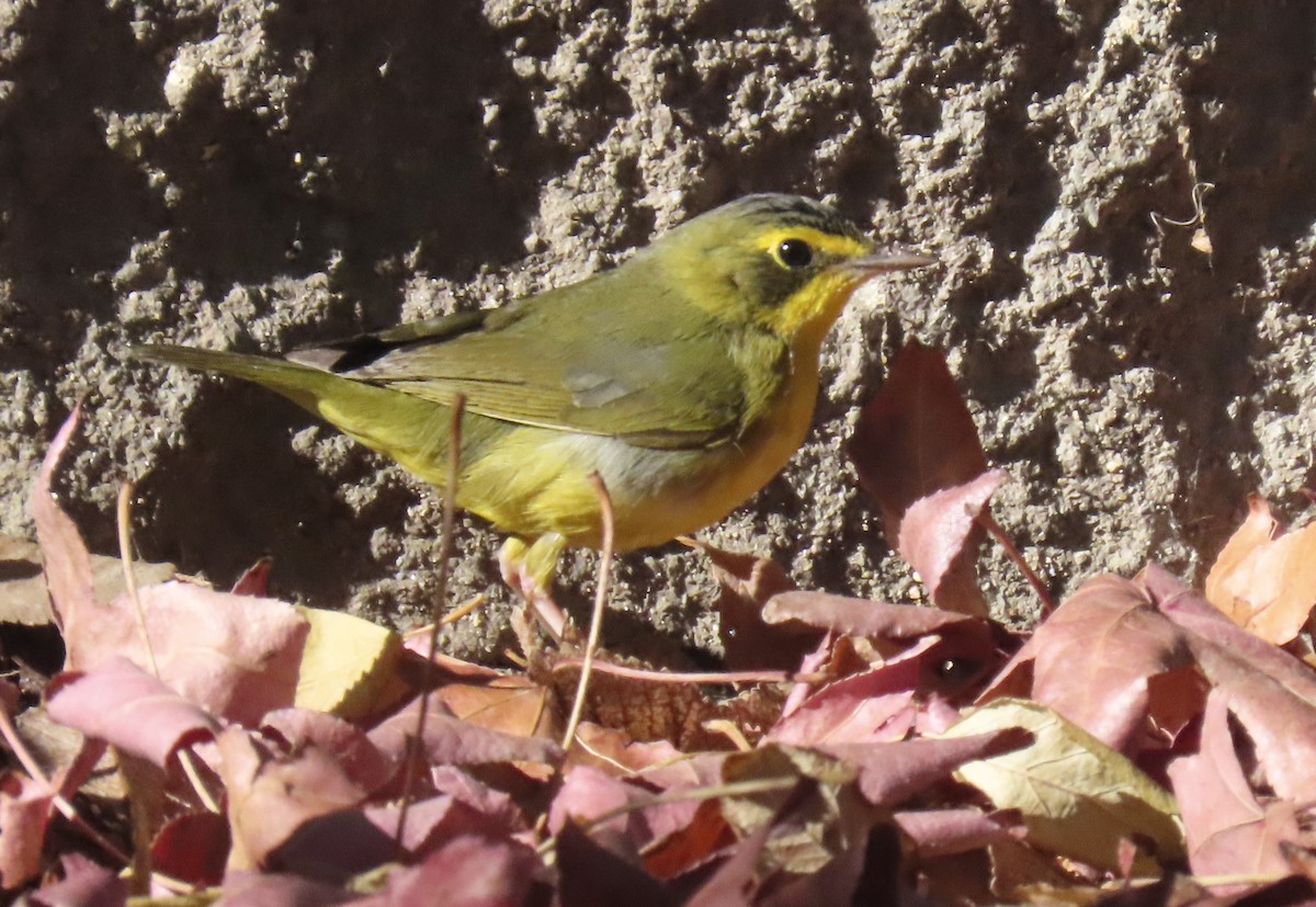 Reinita de Kentucky - ML646667970