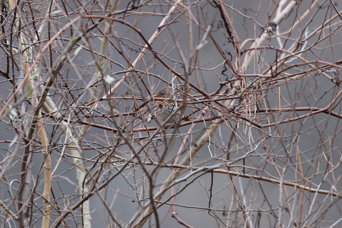 Fuchsammer (iliaca/zaboria) - ML646667971