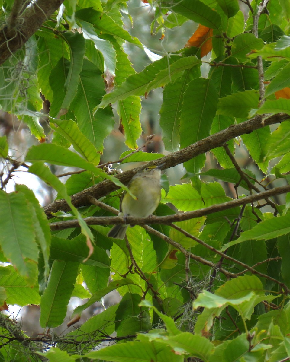 White-eyed Vireo - ML646667974