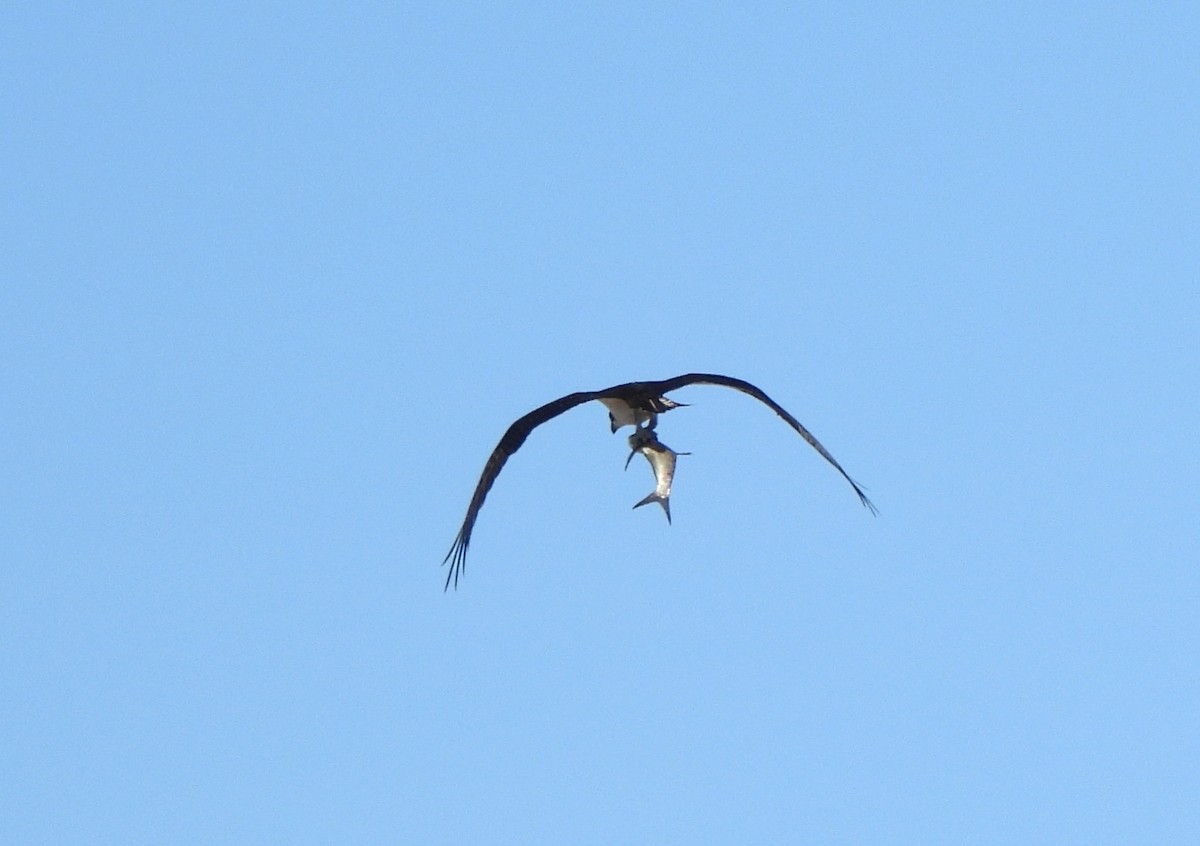 Osprey - ML646667979