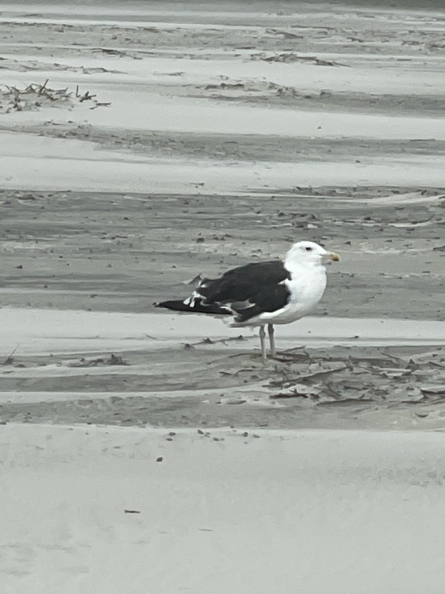 Mantelmöwe - ML646667981