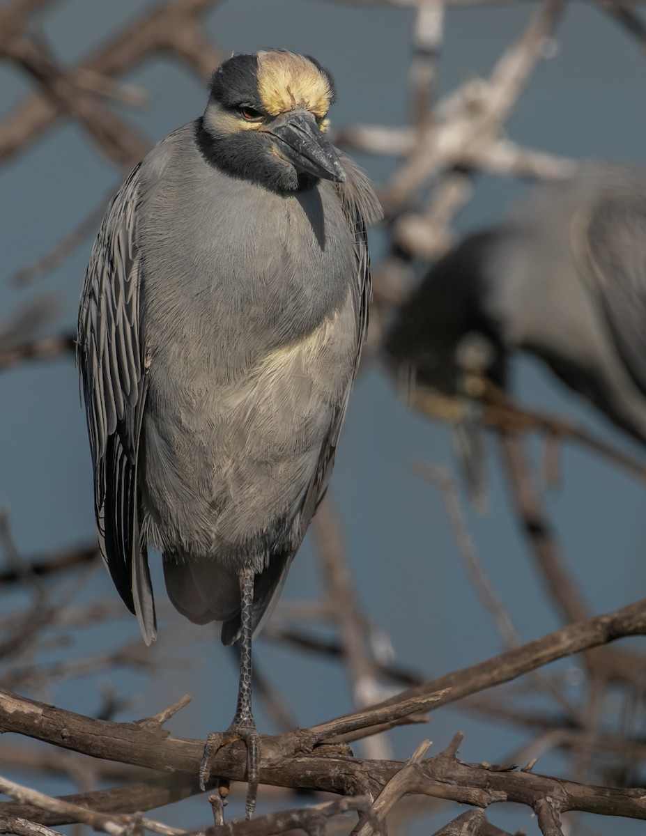 Yellow-crowned Night Heron - ML646667983