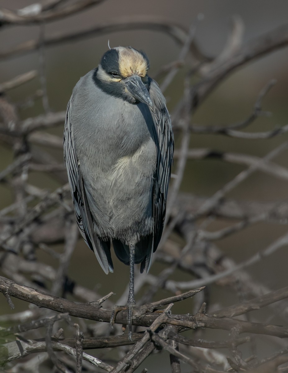 Yellow-crowned Night Heron - ML646667984