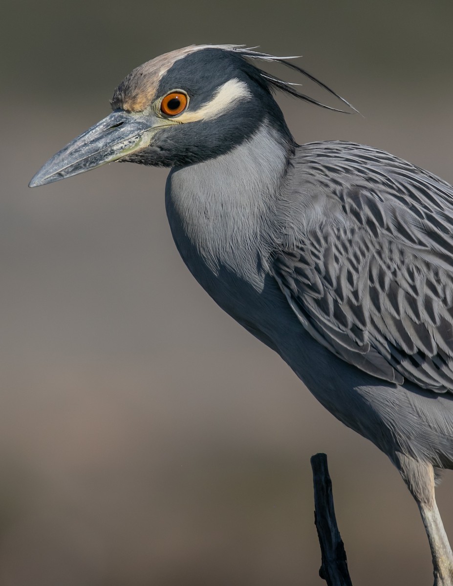 Yellow-crowned Night Heron - ML646667985