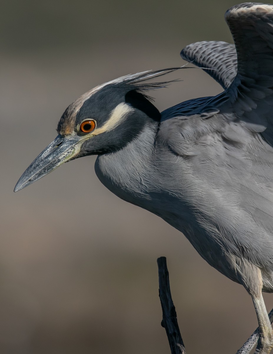 Yellow-crowned Night Heron - ML646667986