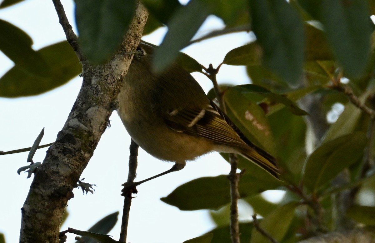 Ruby-crowned Kinglet - ML646667987