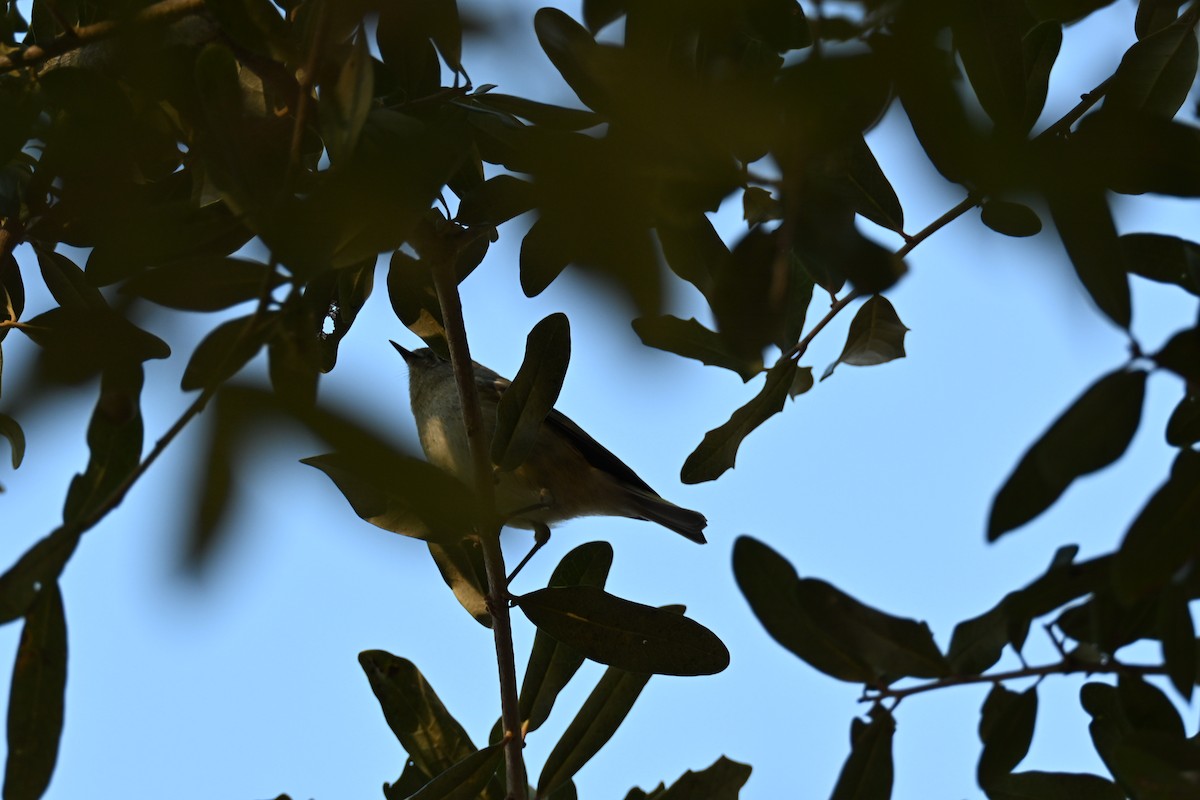 Ruby-crowned Kinglet - ML646667988