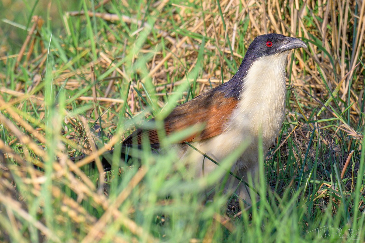 Senegal Coucal - ML646667989