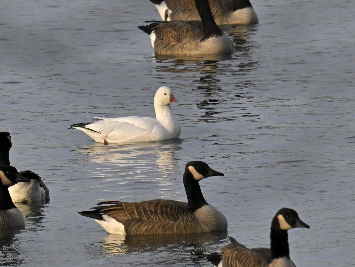 Ross's Goose - ML646667990