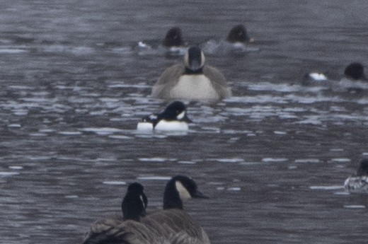 עבראש איסלנדי - ML646667996