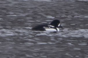 עבראש איסלנדי - ML646667997