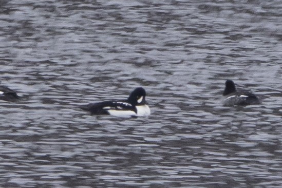 עבראש איסלנדי - ML646667998