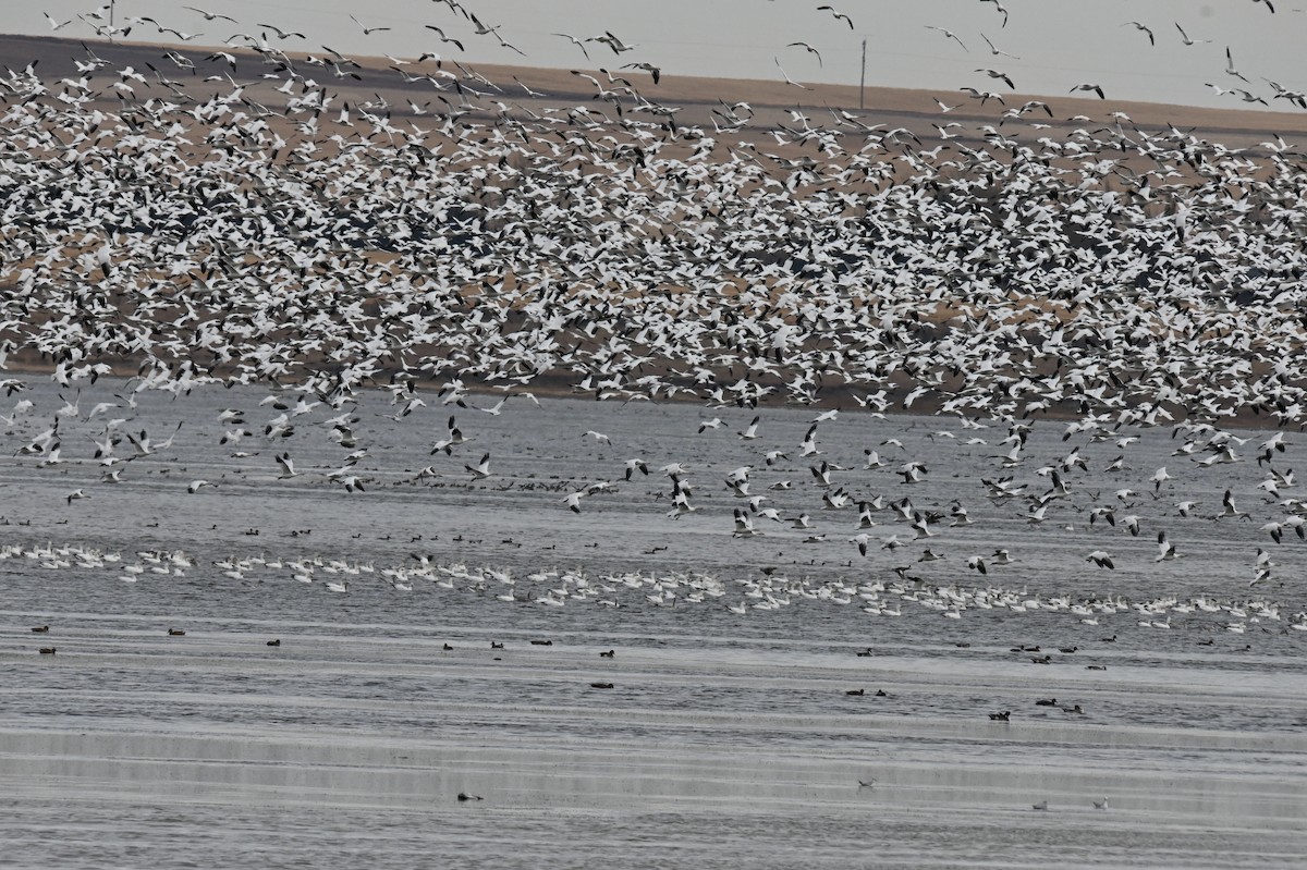 Snow Goose - ML646668000