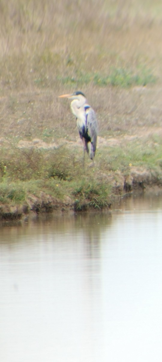 Чапля-кокої - ML646668005