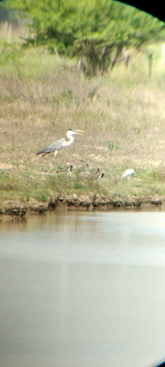 Чапля-кокої - ML646668007