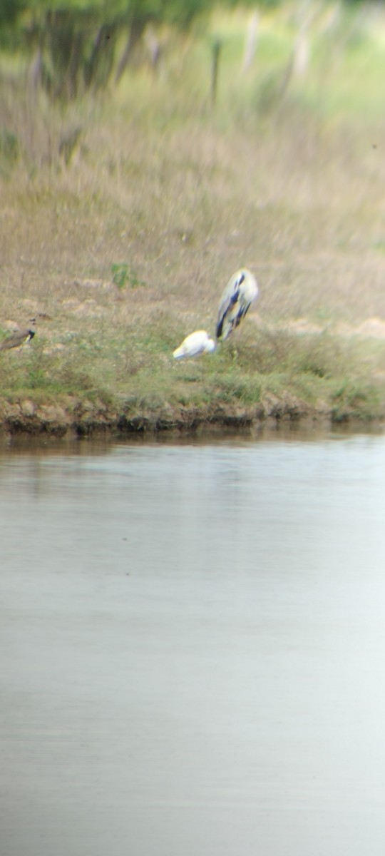 Чапля-кокої - ML646668008