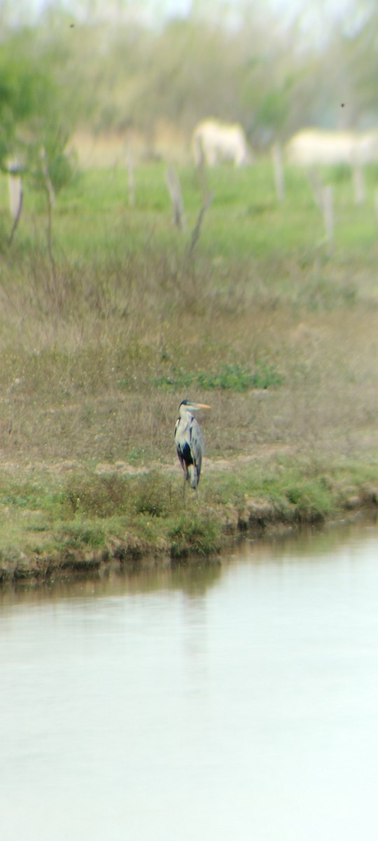 Чапля-кокої - ML646668009