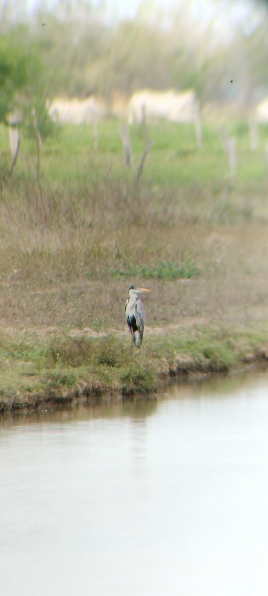 Чапля-кокої - ML646668010