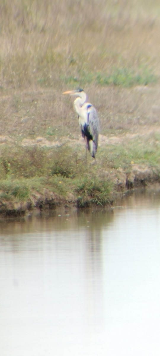 Чапля-кокої - ML646668011