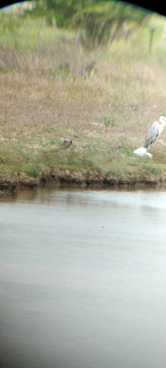 Чапля-кокої - ML646668012